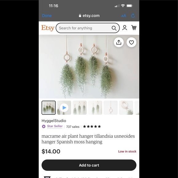 🌍5 lbs. real Air Plants OrganicReal  Live Spanish Moss Extra Long Rare C… - Picture 14 of 17